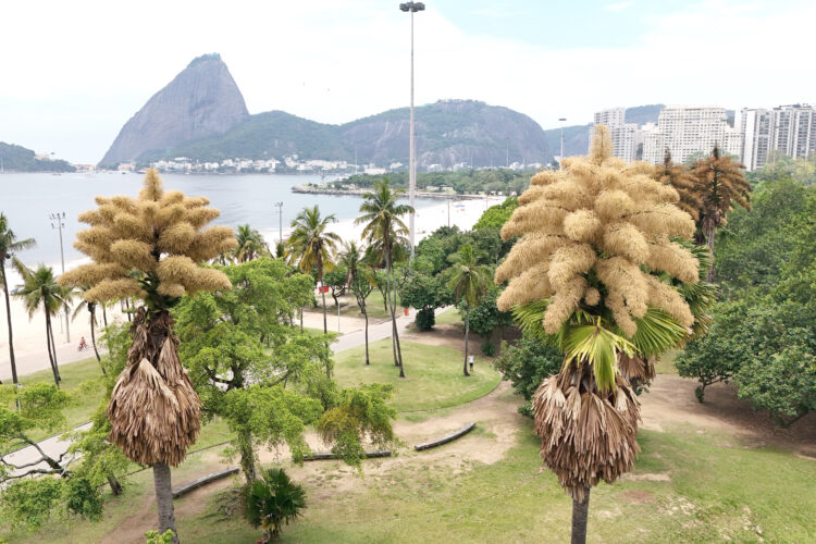Decades-old palm trees flower for first, only time